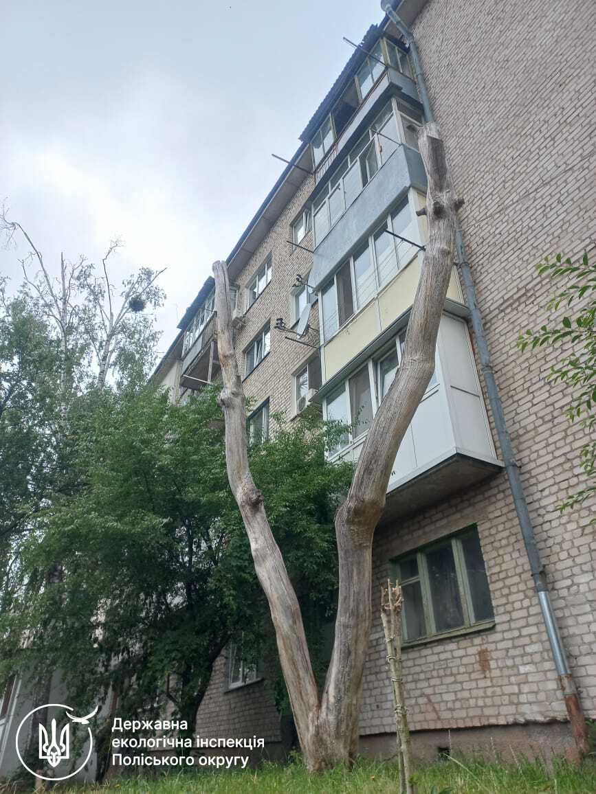 Обстеження дерев біля палацу Нірода в селі Левків