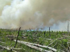 Ліквідовували пожежу в заповіднику після обстрілів області пожежа в древлянському парку