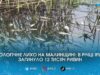 Майже 12 тисяч мертвої риби: поліція та екологи шукають причину масового отруєння водойми на Коростенщині
