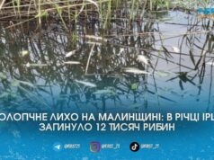 Майже 12 тисяч мертвої риби: поліція та екологи шукають причину масового отруєння водойми на Коростенщині