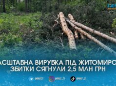 Мільйонні збитки та вантажівки з краденим лісом: під Житомиром на гарячому спіймали «чорних лісорубів»