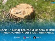 Залишили лише пні: на Коростенщині “чорні лісоруби” знищили тополі на 33 тисячі гривень