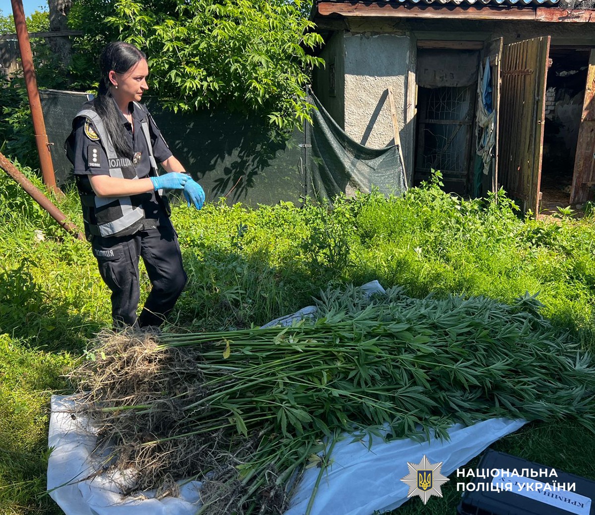 Кущі конопель на присадибній ділянці в Корнині Житомирської області