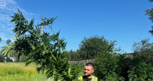 Масштабна плантація у Корнині замість городини та обшуки вирощування коноплі