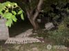 Дівчина-підліток стала жертвою нічної ДТП у Кодні: що сталось 16-річна дтп