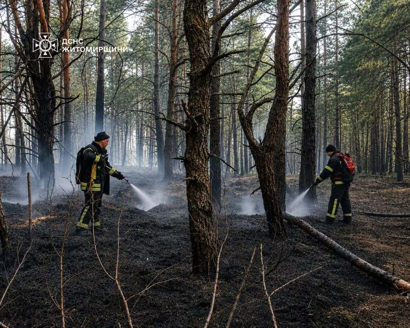 Наслідки пожежі в лісі Житомирщини