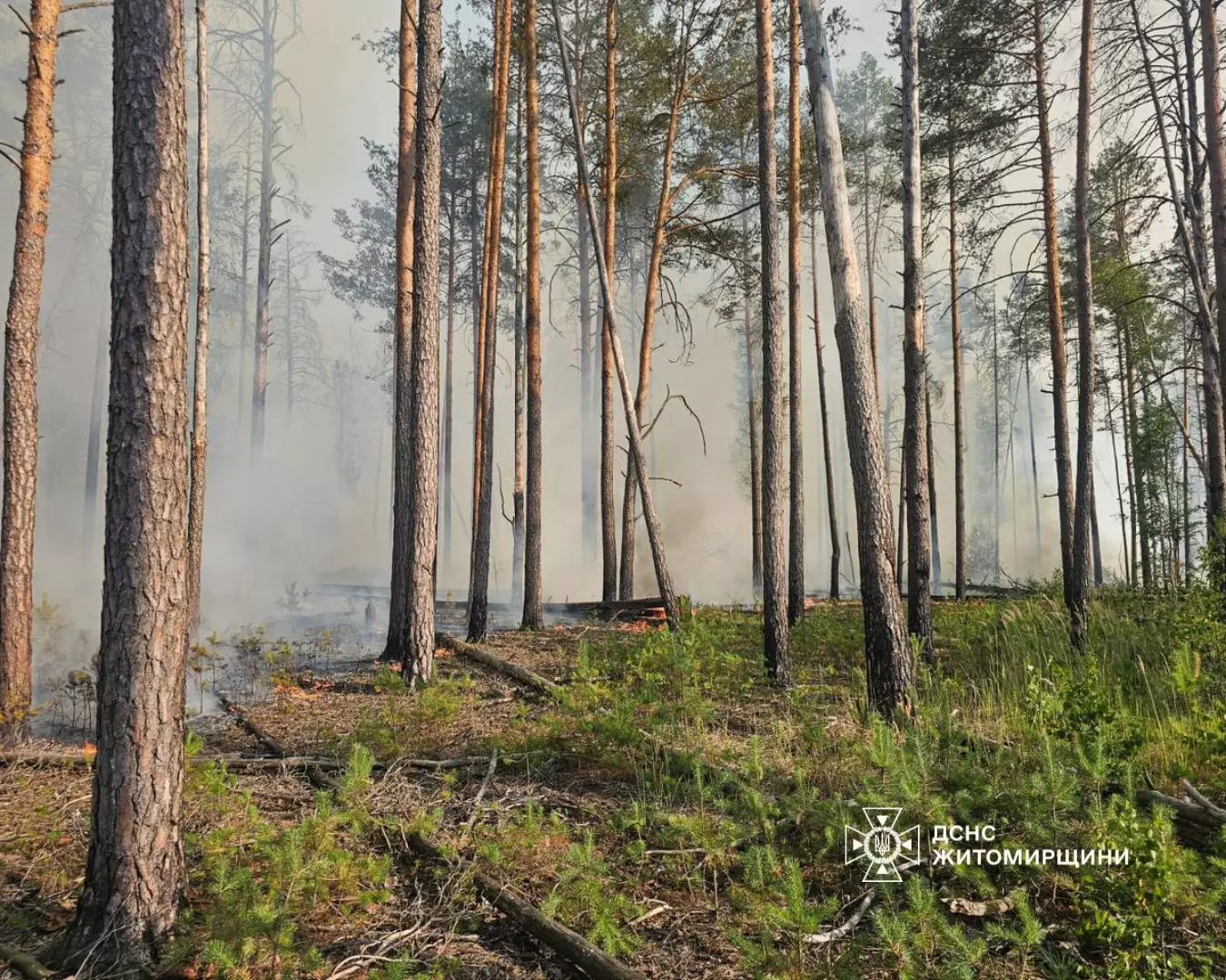 Лісова пожежа в Коростенському районі
