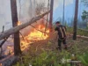 Лісова пожежа на Коростенщині стрімко поширюється літні пожежі в житомирській області