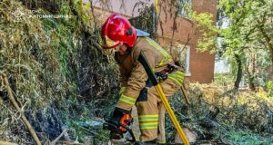 Повалені дерева паралізували рух в двох районах області падали дерева на житомирщині