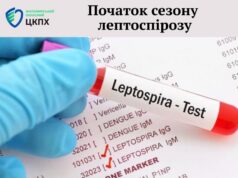 Стартував сезон лептоспірозу – що це та як вберегтися лептоспіроз