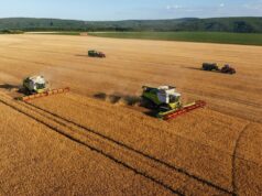 Чому жнива на Житомирщині цьогоріч стартували раніше збір зернобобових
