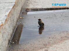 Як липнева злива освіжила вулиці Житомира. Фоторепортаж