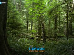 400 га лісу на Коростенщині довелося захищати через суд