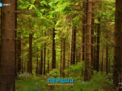 Як Коростишівська міськрада отримала 16 гектарів лісу