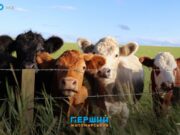 Хто забезпечує Житомирщину м’ясом та молоком насправді