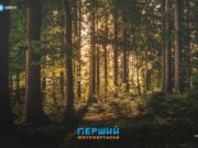 Півтора мільйона збитків за гори тирси у лісах Коростенщини