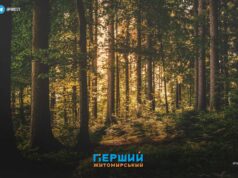 Півтора мільйона збитків за гори тирси у лісах Коростенщини