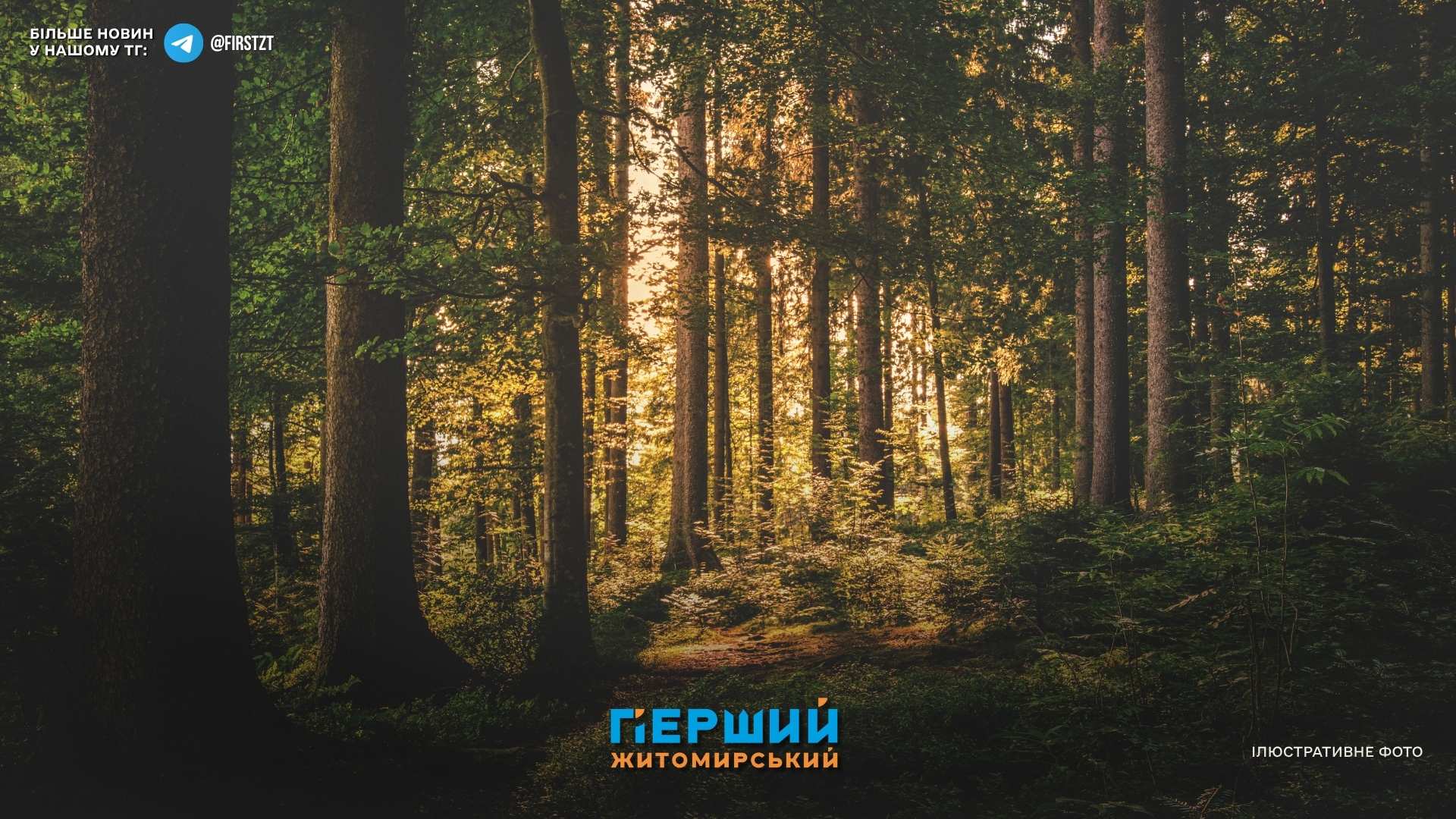 Держпідприємство сплатить понад 1,5 млн грн за забруднення лісів Коростенщини тирсою