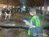 Масова загибель худоби на держфермі Звягельщини призвела до підозри директору загибель худоби на житомирщині