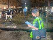 Масова загибель худоби на держфермі Звягельщини призвела до підозри директору загибель худоби на житомирщині