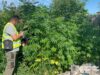 Поліція ліквідувала понад 20 підпільних плантацій конопель вирощування конопель на Житомирщині