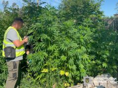 Поліція ліквідувала понад 20 підпільних плантацій конопель вирощування конопель на Житомирщині