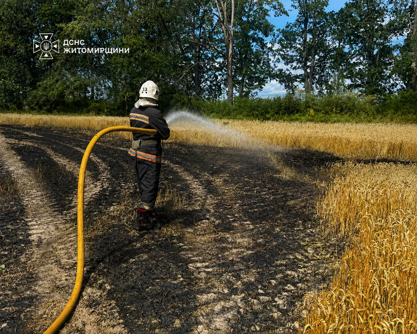 Наслідки пожежі на полі пшениці