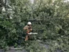 Несподівана перешкода на дорозі виникла у Старій Котельні повалене дерево