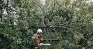 Несподівана перешкода на дорозі виникла у Старій Котельні повалене дерево