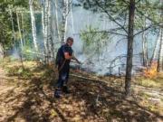 Вогонь в Коростенському районі охопив понад три гектари лісу горить ліс у коростенському районі