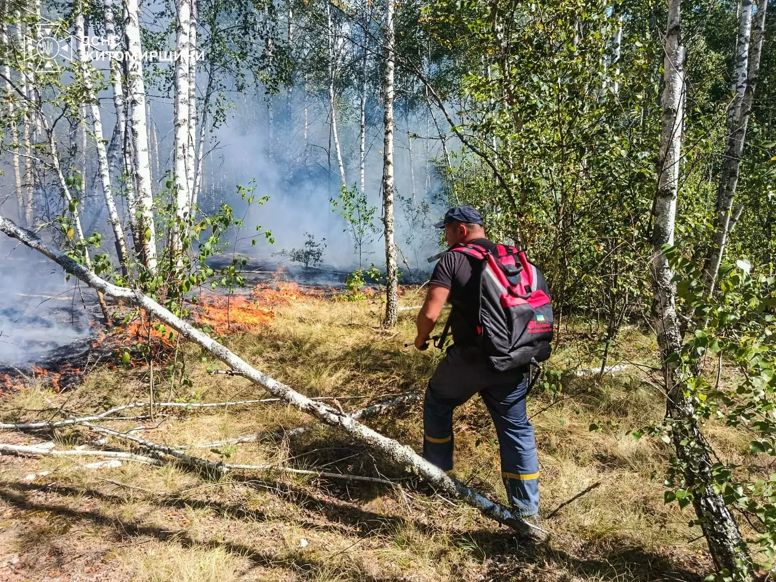 Наслідки низової лісової пожежі