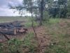 Мільйонні збитки за зрубані дуби стягнуть із місцевої громади відшкодування шкоди екології