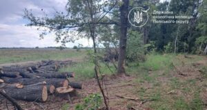 Мільйонні збитки за зрубані дуби стягнуть із місцевої громади відшкодування шкоди екології