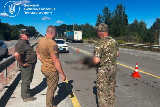 На об’їзній біля Житомира загинула червонокнижна лосиха. Фото збили лося біля житомира