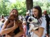 Весілля для собак провели на благодійному фестивалі у Малині весілля собак