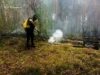 Вогонь у заповіднику Древлянський охопив чотири гектари лісу