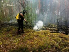 Вогонь у заповіднику Древлянський охопив чотири гектари лісу