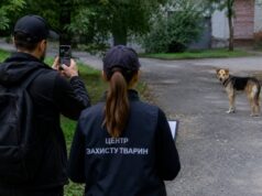 Безпритульних собак рахуватимуть через мобільний застосунок у Житомирі