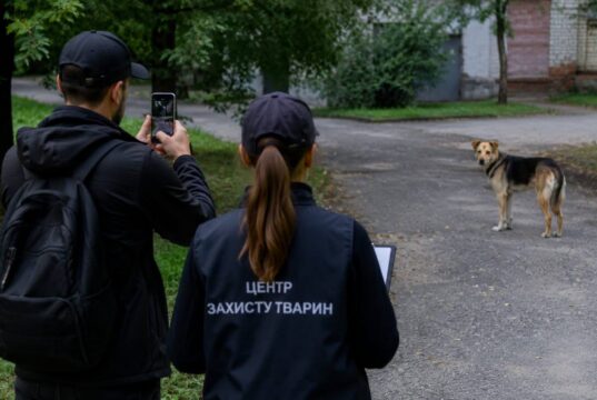 Безпритульних собак рахуватимуть через мобільний застосунок у Житомирі