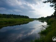 Рідкісні види риб виявили у річках Чорнобильської зони
