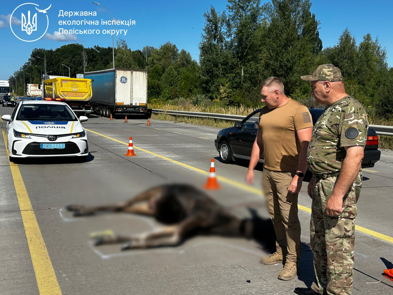 Загибла червонокнижна лосиха на Житомирщині
