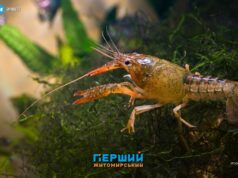 На Житомирщині ввели суворі обмеження на водоймах до жовтня