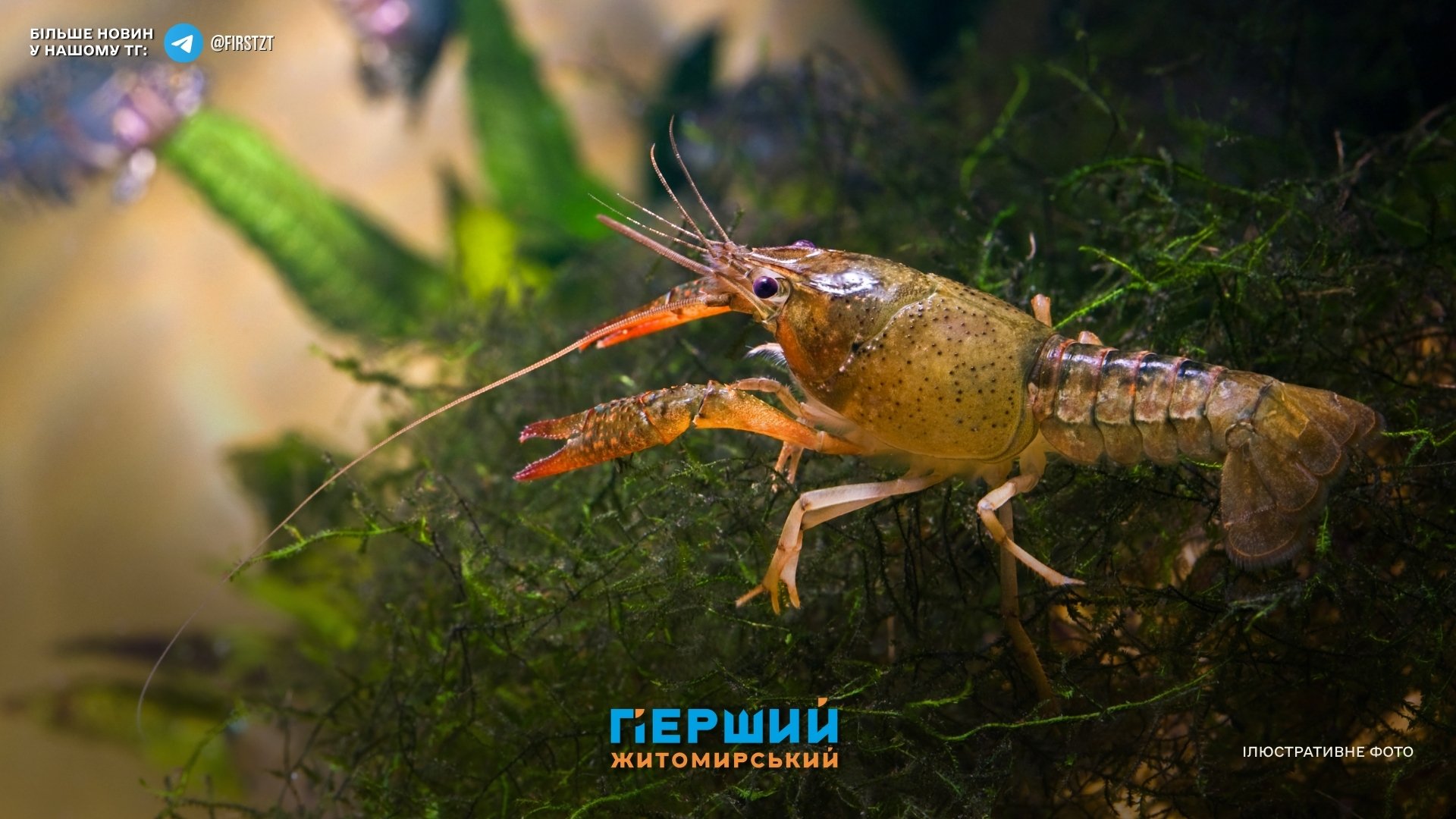 На Житомирщині ввели суворі обмеження на водоймах до жовтня