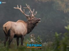 Майже 200 тисяч за вбитого лося стягнуть з браконьєра