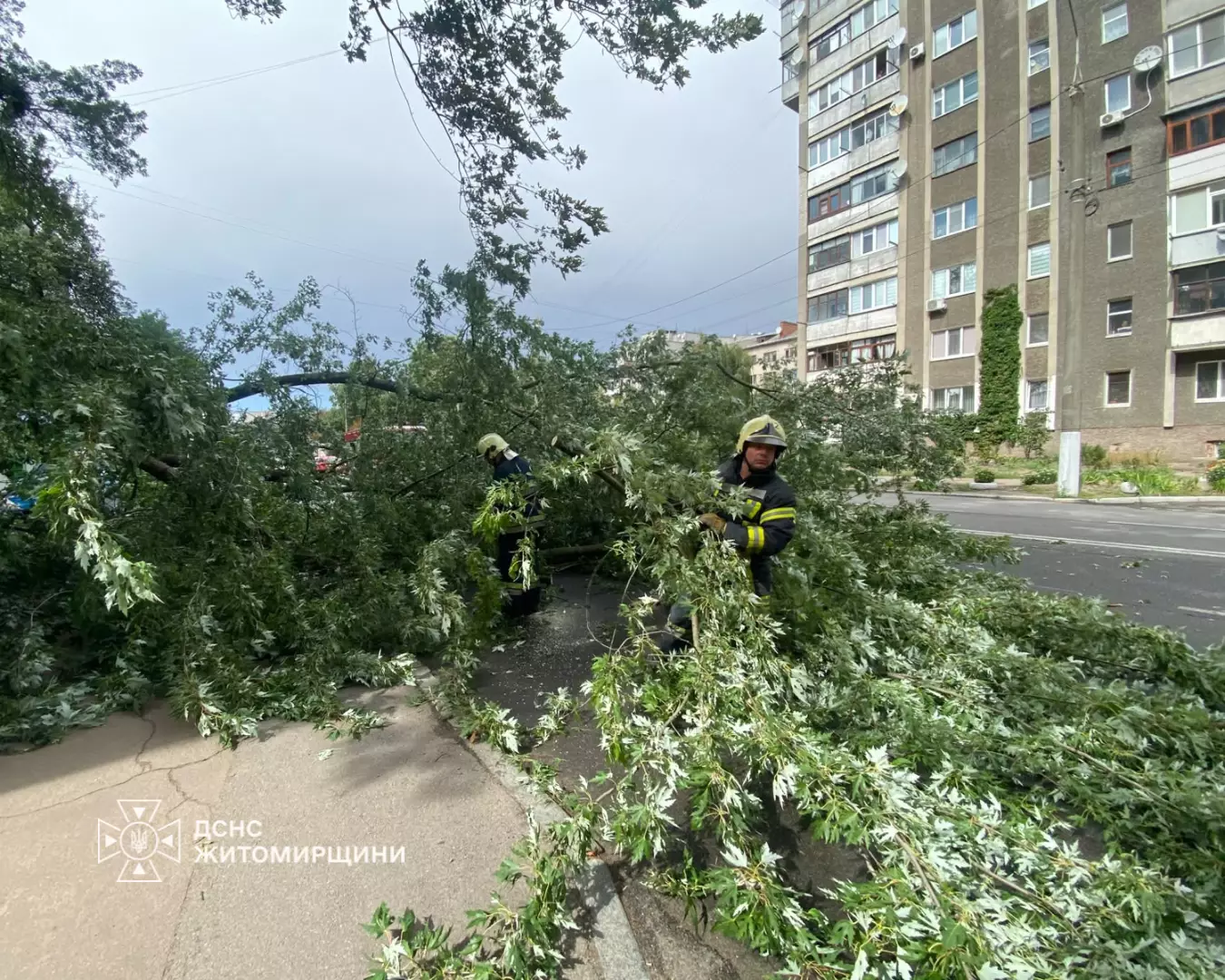 Аварійне дерево перекрило дорогу в Житомирі