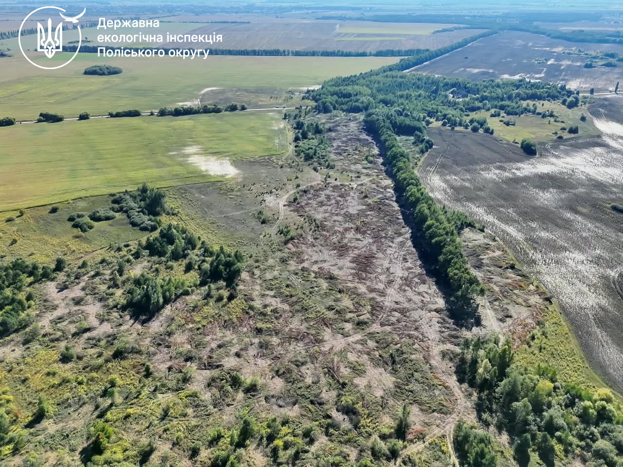 Вирубка дерев біля села Високе